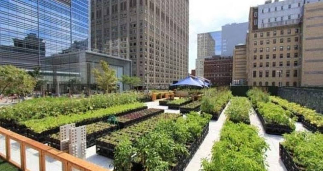 Urban Farming sebagai Solusi Psikologis dan Ekologis Diperkotaan