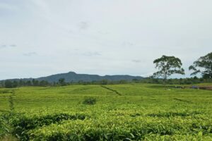 Kebun Teh Sidamanik di Simalungun, Destinasi Agrowisata yang Menawan